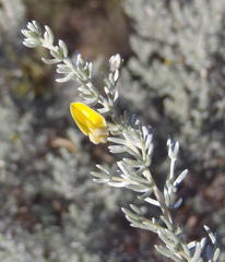 Aspalathus pedunculata