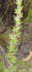 Cliffortia stricta