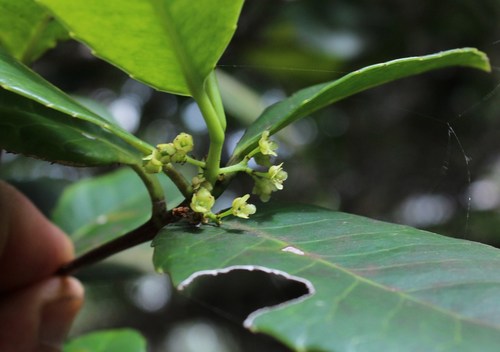Small-leaved saffron (Elaeodendron croceum)