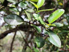 Elaeodendron croceum