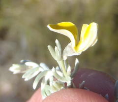 Aspalathus pedunculata