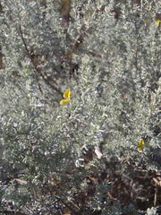 Aspalathus pedunculata