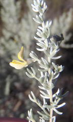 Aspalathus pedunculata