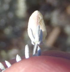 Aspalathus pedunculata