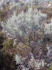 Aspalathus pedunculata