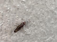 Opomyzoidea