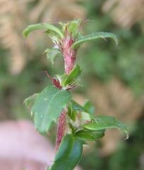 Cliffortia ferruginea