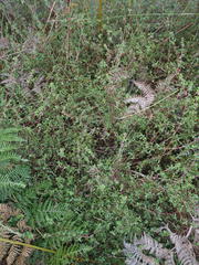 Cliffortia ferruginea