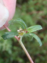 Cliffortia ferruginea