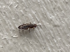 Opomyzoidea