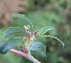 Cliffortia ferruginea