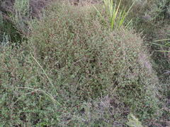 Cliffortia ferruginea