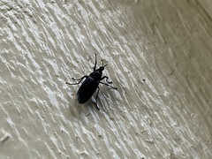 Dilophus febrilis