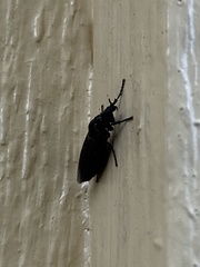 Dilophus febrilis