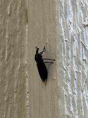 Dilophus febrilis