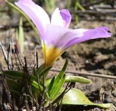 Moraea versicolor