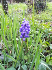 Muscari
