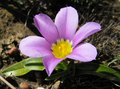 Moraea versicolor