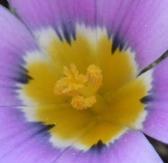 Moraea versicolor