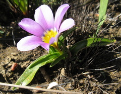 Moraea versicolor