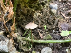 Entoloma solstitiale