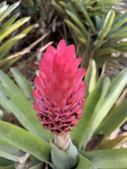 Quesnelia quesneliana