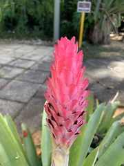 Quesnelia quesneliana