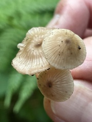 Entoloma solstitiale