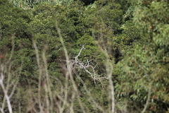 Buteo buteo rothschildi