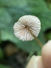 Entoloma solstitiale