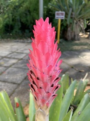 Quesnelia quesneliana