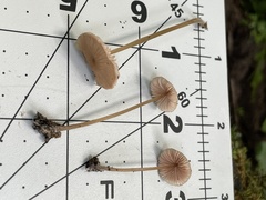 Entoloma solstitiale