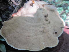 Hapalopilus rutilans