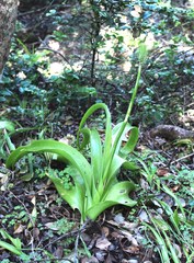 Albuca bracteata