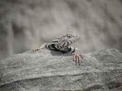 Microlophus peruvianus