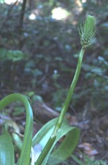 Albuca bracteata