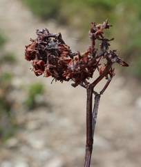 Crassula rubricaulis