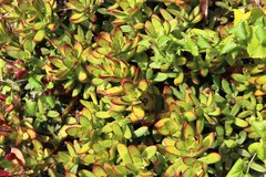 Crassula rubricaulis