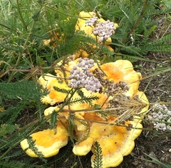 Laetiporus sulphureus