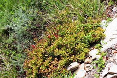 Crassula rubricaulis