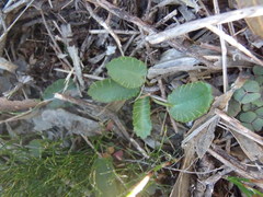 Alepidea capensis capensis
