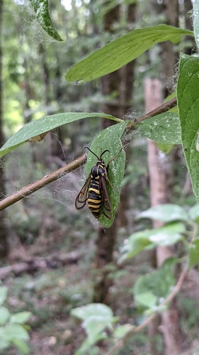 American Hornet Moth