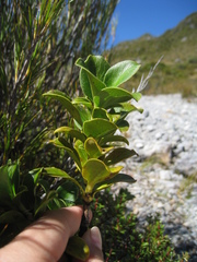 Coprosma serrulata