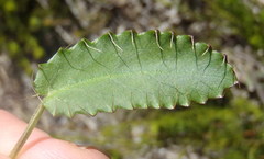 Alepidea capensis capensis