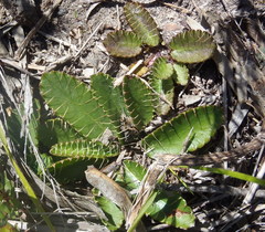 Alepidea capensis capensis