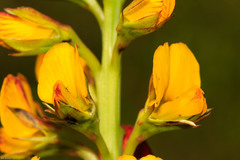 Argyrolobium robustum