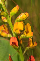 Argyrolobium robustum