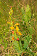 Argyrolobium robustum