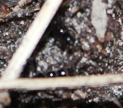 Leptogenys intermedia