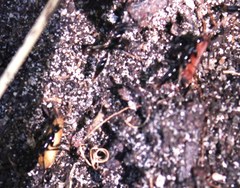 Leptogenys intermedia